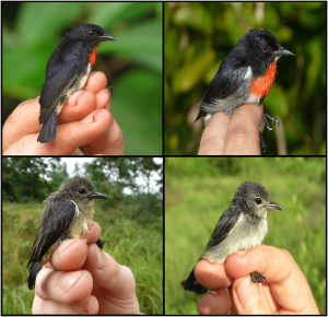Wakatobi Flowerpecker Plumage Types