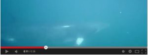 Minke Video