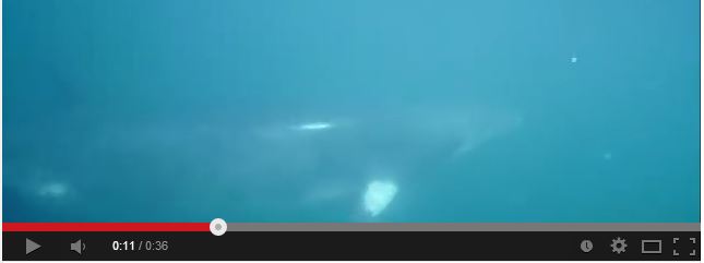 Minke Video