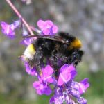 Southern cuckoo bumblebee found in Dublin Park