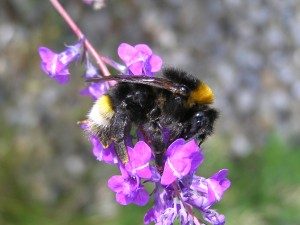 Southern cuckoo bumblebee found in Dublin Park