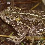 Natterjack toad making a comeback in Co. Kerry