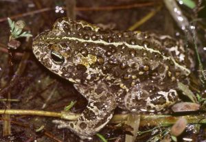 Natterjack toad making a comeback in Co. Kerry