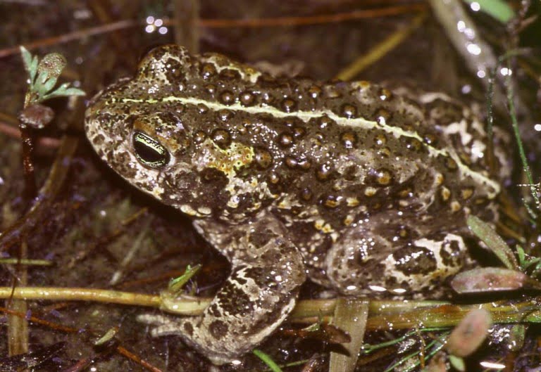 Natterjack toad making a comeback in Co. Kerry