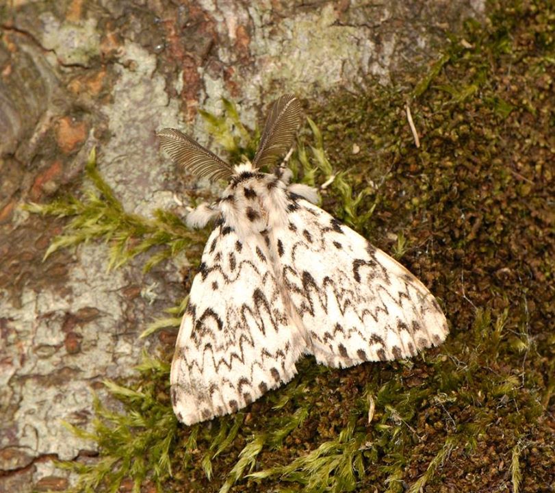Black Arches Moth rediscovered