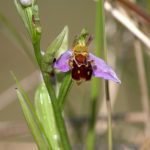 Bee Orchid, The Warren, Rosscarbery