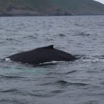 Humpback whale HBIRL29