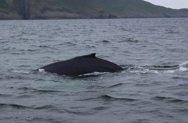 Humpback whale HBIRL29