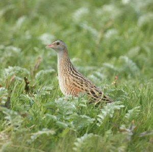 Corncrake in Ireland