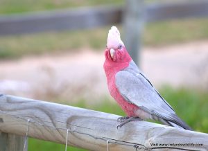 Galah at Silver Sands Beach, Mandurah, WA