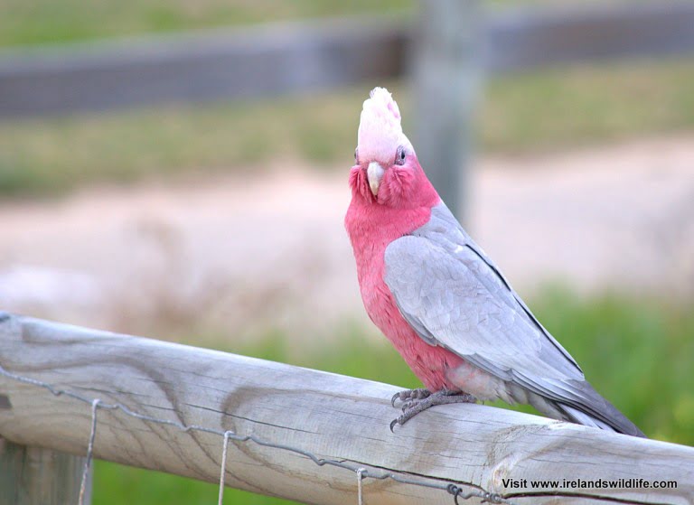 Galah at Silver Sands Beach, Mandurah, WA
