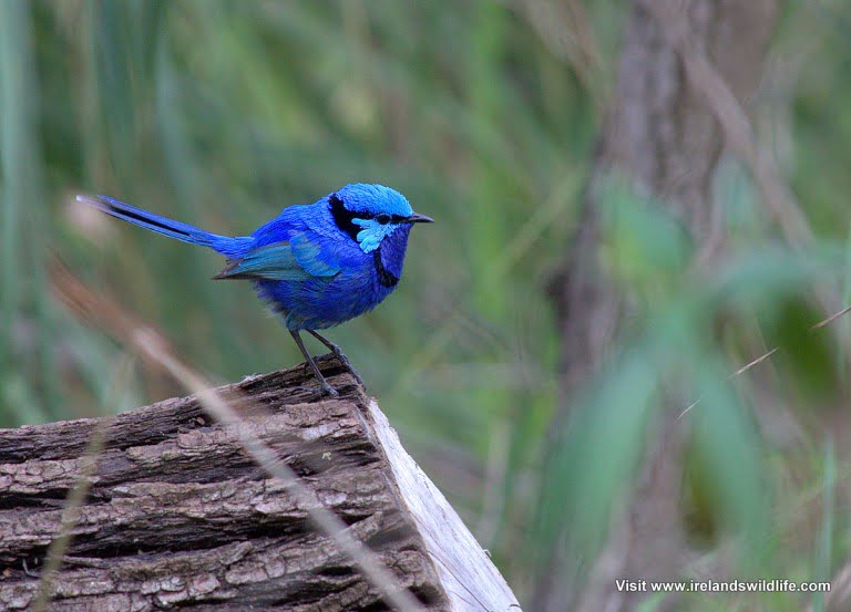 Splendid fairy wren