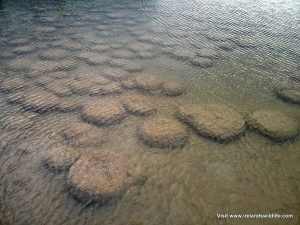 Thrombolites, Lake Clifton