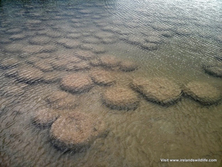 Thrombolites, Lake Clifton