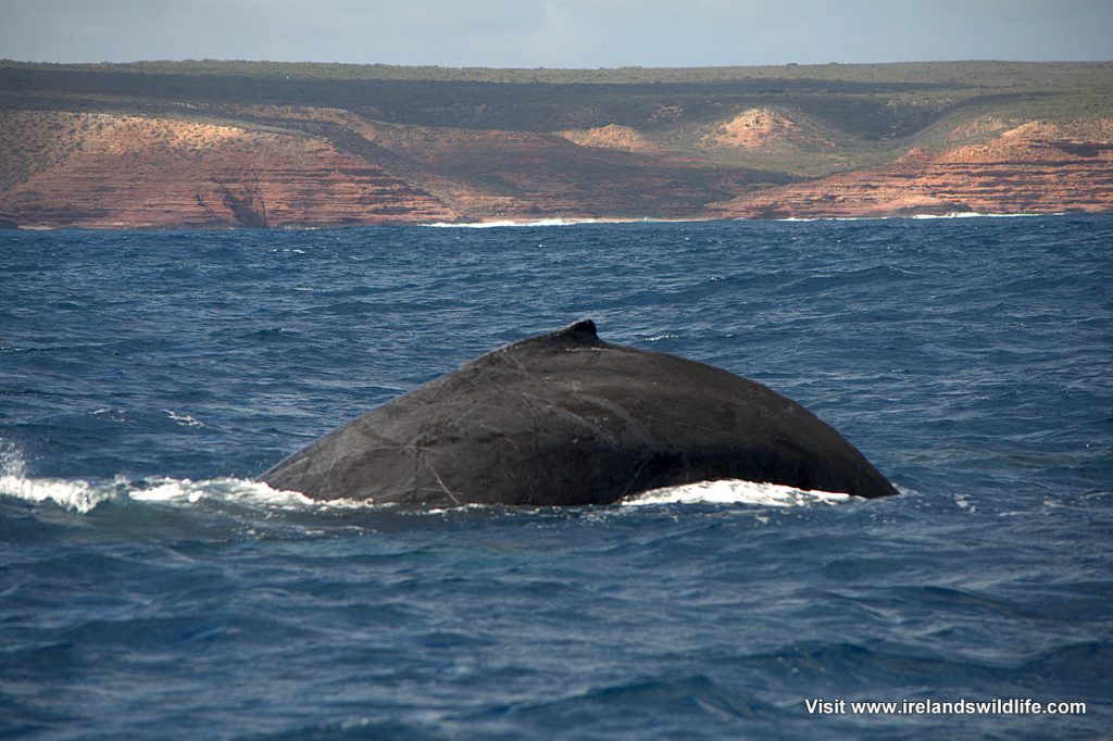 Humpback whale Kalbarri