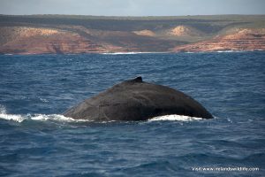 Humpback whale Kalbarri