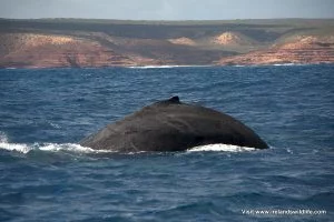 Humpback whale Kalbarri