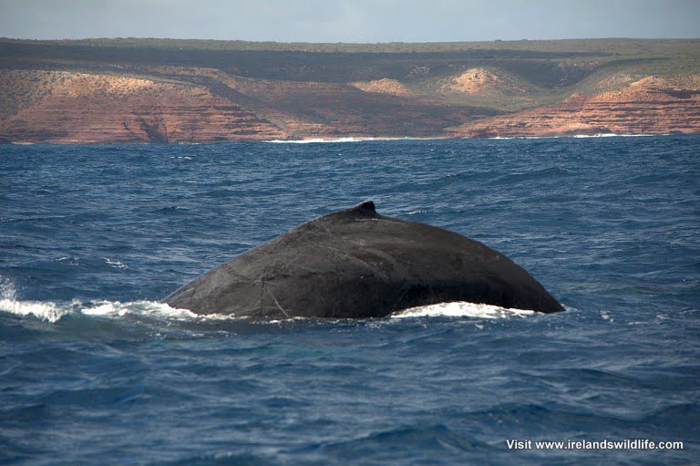 Humpback whale Kalbarri