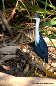 The beautifully marked pied heron