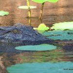 Saltwater crocodile Corroboree Wetlands