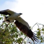 white bellied sea eagle wetland cruise Northern Territory