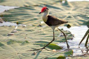 The comb-crested jacana