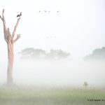 The dawn mist rolling across Yellow Water Billabong wetlands