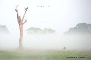 The dawn mist rolling across Yellow Water Billabong wetlands