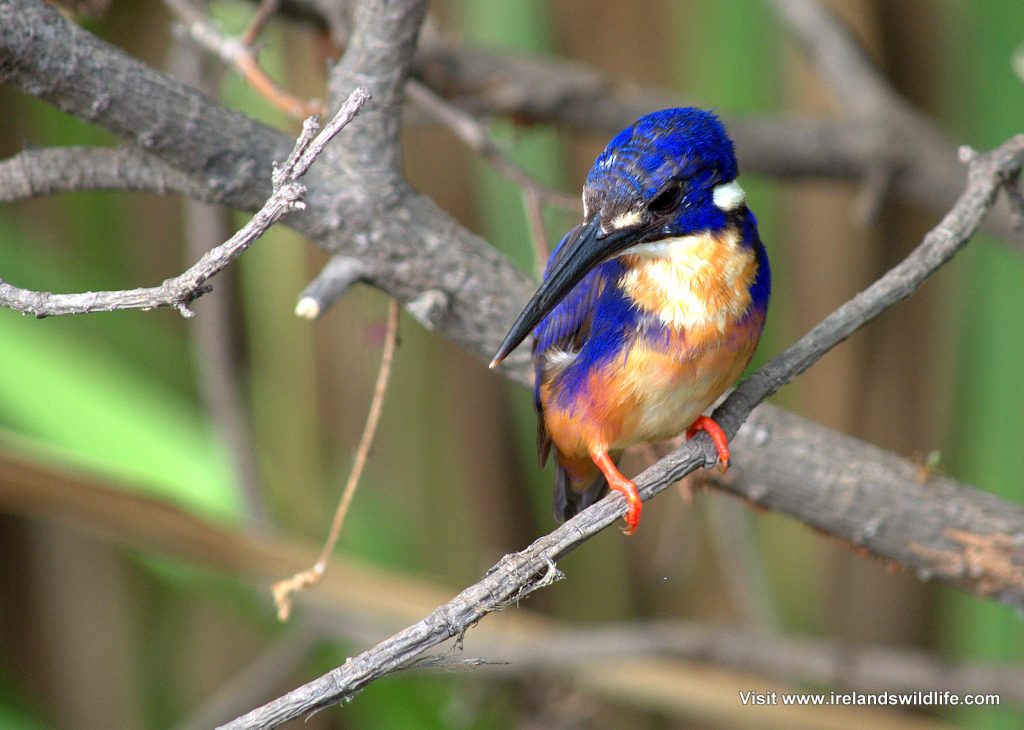 Azure Kingfisher, NT Australia