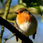 Robin -- feeding garden birds