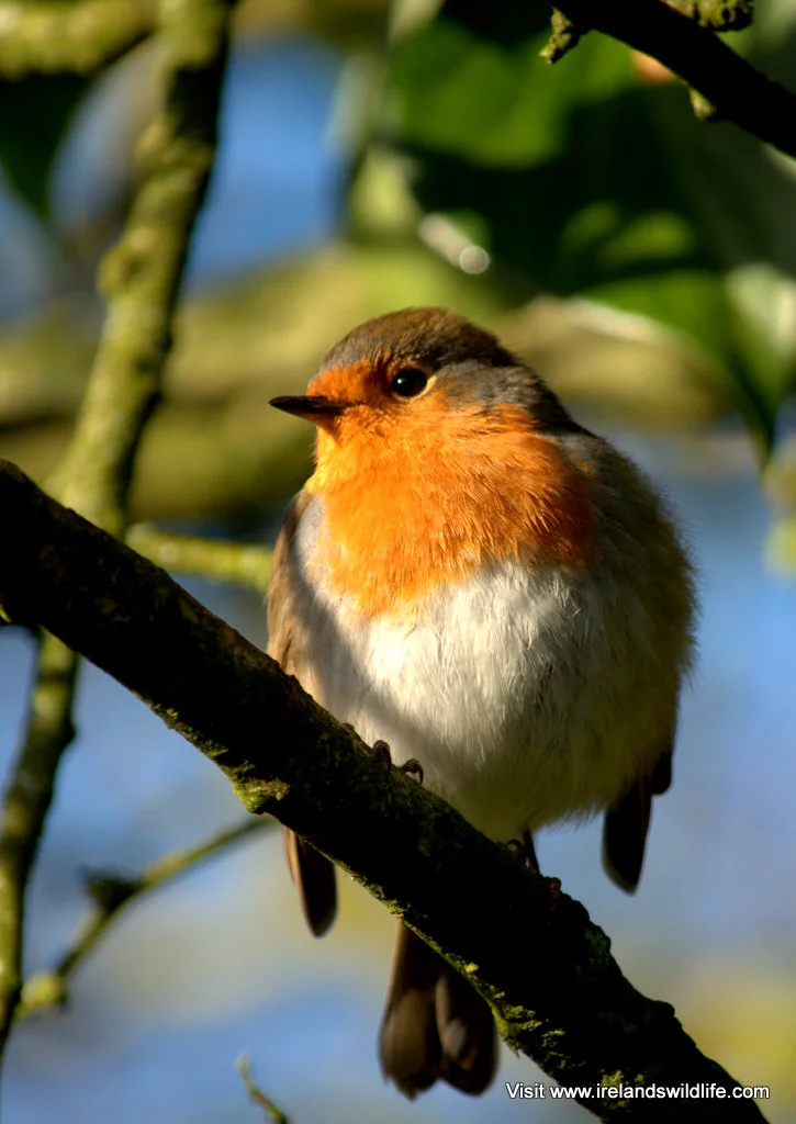 Robin -- feeding garden birds
