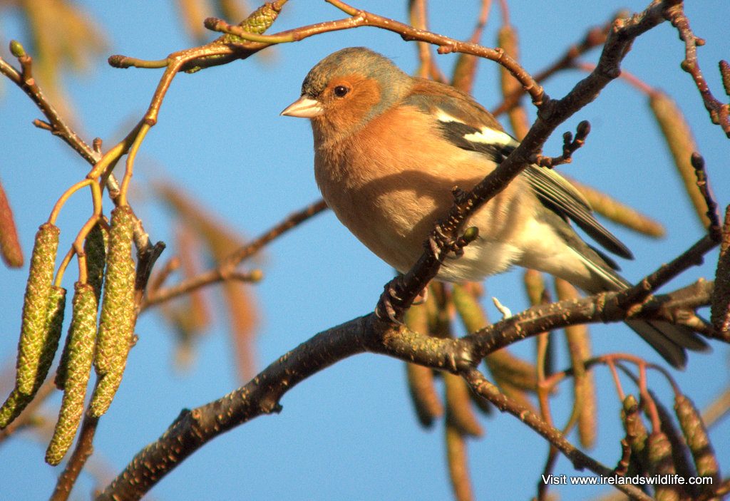 An adult male chaffinch in winter