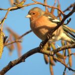 An adult male chaffinch in winter