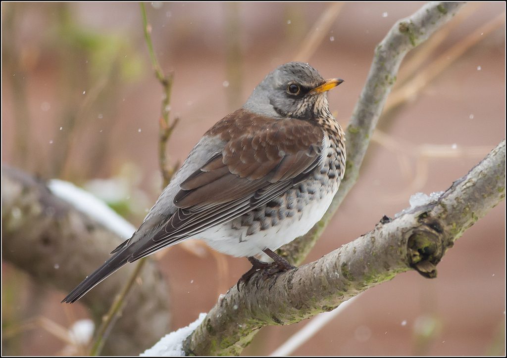 Fieldfare -- a common winter visitor to Ireland