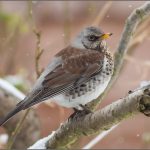 Fieldfare -- a common winter visitor to Ireland