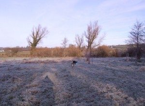 Frosty-day-December-2014