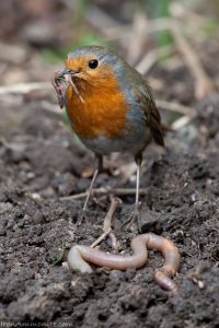 Robin With Worm