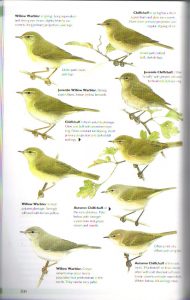 Warblers: The Helm Guide to Bird Identification