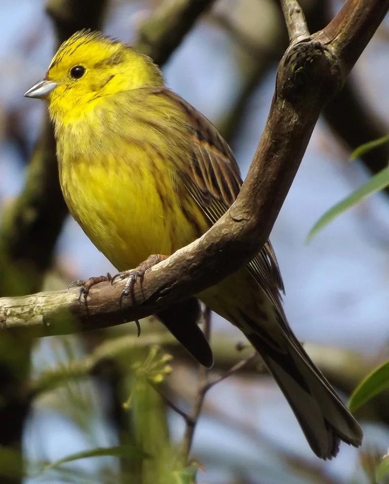Yelowhammer