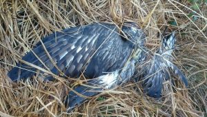 Hen harrier shot in Co. Kerry Ireland