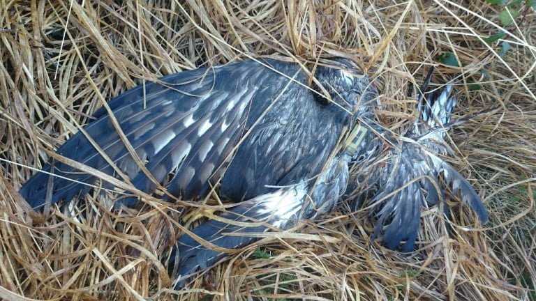 Hen harrier shot in Co. Kerry Ireland