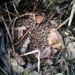 Look out for Hedgehogs