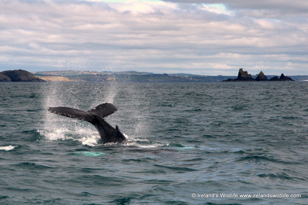 You could see a Humpback Whale from shore this Biodiversity Week