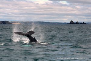 Humpback whale off The Stags in West Cork on Ireland's Wild Atlantic Way