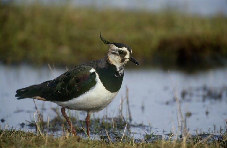 Lapwings at Belfast Lough Reserve