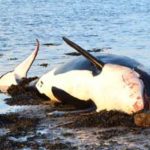 Stranded Killer Whale Ireland