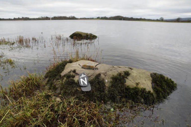White Tailed Eagle Dead Fermanagh