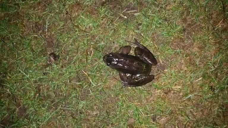 Healthy frog 2015