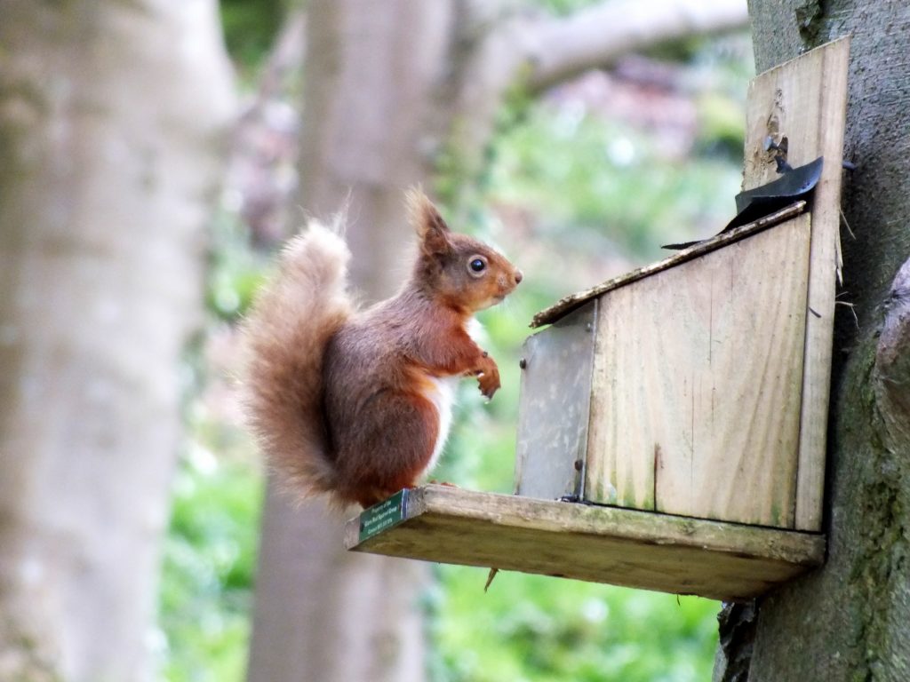 Red Squirrel Ireland