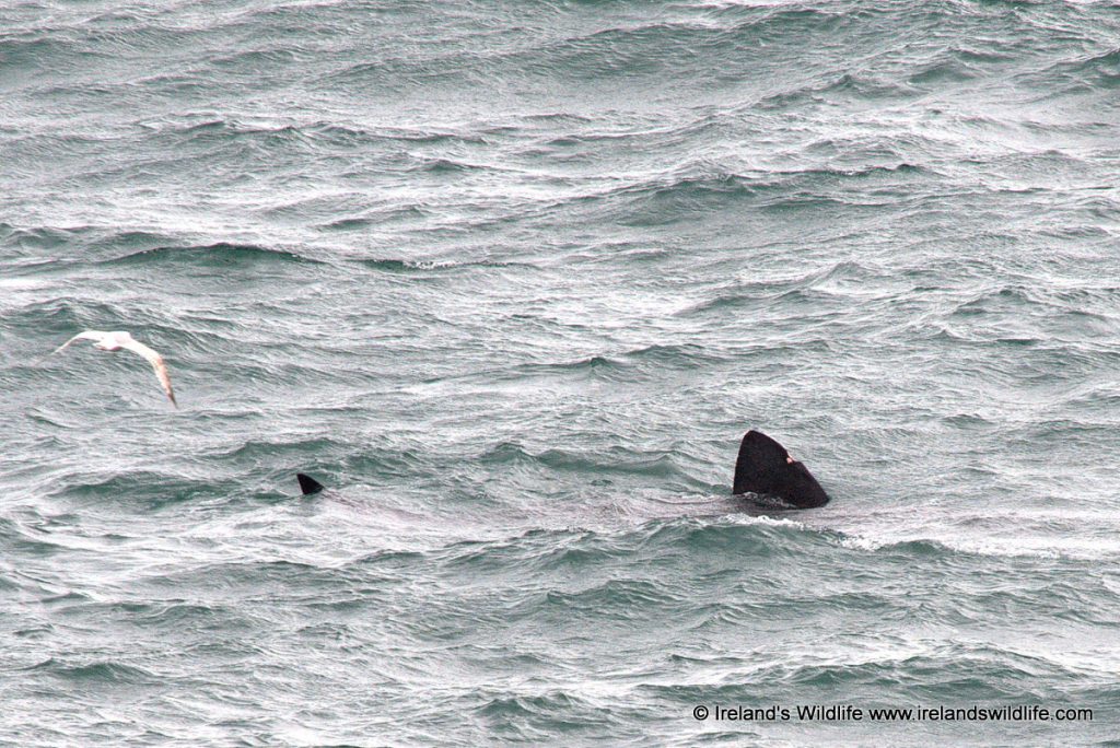 Basking Shark Dursey Island, West Cork